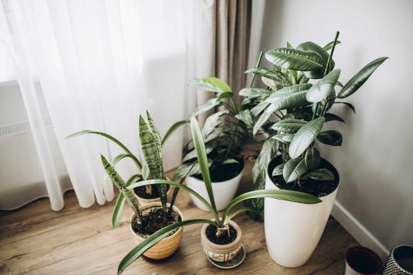 Comment Intégrer des Plantes d'Intérieur dans Votre Décoration : Guide Pratique