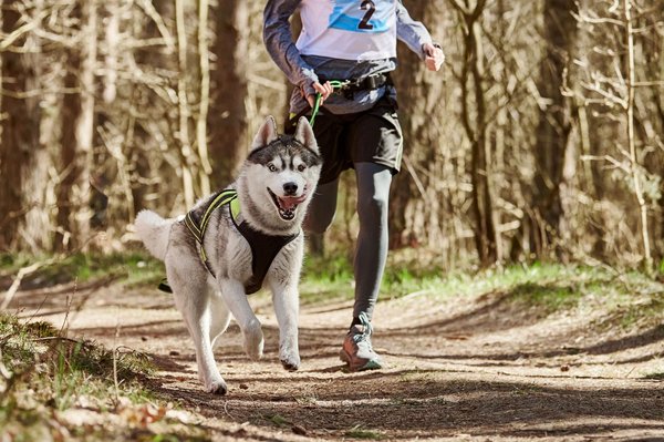 Quels sont les critères pour choisir les meilleurs harnais pour chien husky ?